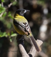 0J6A3128Audubon's_Oriole