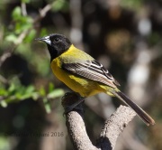 0J6A3130Audubon's_Oriole