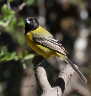 0J6A3132Audubon's_Oriole