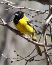 0J6A3135Audubon's_Oriole
