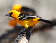 0J6A3163Altamira_Oriole