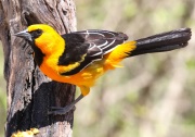 0J6A3173Altamira_Oriole