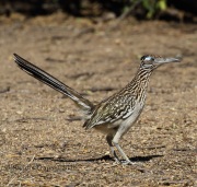 0J6A3210Greater_Roadrunner