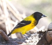 0J6A3214Audubon's_Oriole