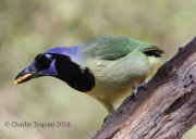 0J6A3221Green_Jay