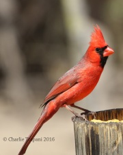 0J6A3226Northern_Cardinal