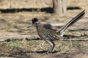 0J6A3227Greater_Roadrunner
