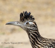 0J6A3258Greater_Roadrunner