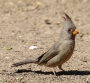 0J6A3275Pyrrhuloxia