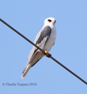 0J6A3292White-tailed_Kite