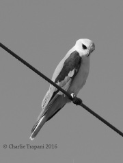 0J6A3298White-tailed_Kite