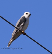 0J6A3299White-Tailed_Kite