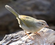 0J6A3341Olive_Sparrow