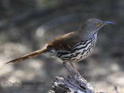 0J6A3352Long-billed_Thrasher