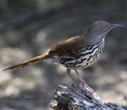 0J6A3353Long-billed_Thrasher
