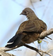 0J6A3372Plain_Chachalaca