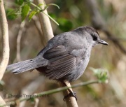 0J6A3381Gray_Catbird