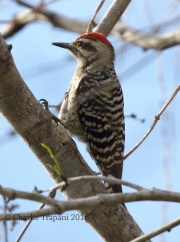 0J6A3390Ladder-backed_Woodpecker