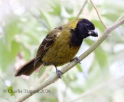 0J6A3451Crimson-collared_Grosbeak
