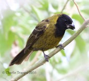 0J6A3455Crimson-collared_Grosbeak