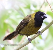 0J6A3463Crimson-collared_Grosbeak