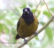 0J6A3466Crimson-collared_Grosbeak