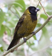 0J6A3471Crimson-collared_Grosbeak