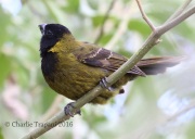 0J6A3474Crimson-collared_Grosbeak