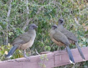 0J6A3483Plain_Chachalaca