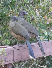 0J6A3484Plain_Chachalaca