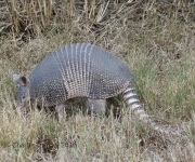 0J6A3491Armadillo