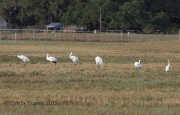 0J6A3512Whooping_Cranes