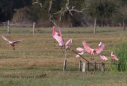 0J6A3514Roseate_Spoonbills