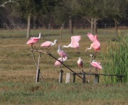 0J6A3527Roseate_Spoonbills