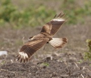 0J6A3541Crested_Caracara_Imm