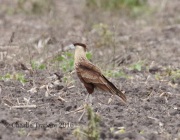 0J6A3549Crested_Caracara