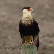 0J6A3566Crested_Caracara