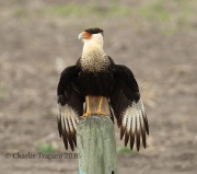 0J6A3577Crested_Caracara