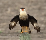 0J6A3588Crested_Caracara
