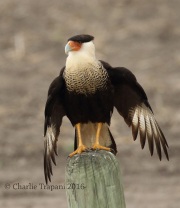 0J6A3593Crested_Caracara