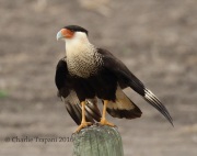 0J6A3602Crested_Caracara
