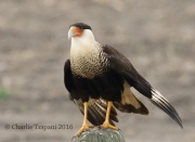 0J6A3605Crested_Caracara