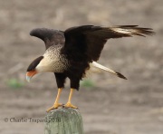 0J6A3611Crested_Caracara