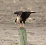 0J6A3618Crested_Caracara