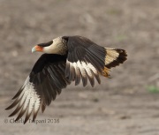 0J6A3627Crested_Caracara