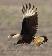 0J6A3630Crested_Caracara