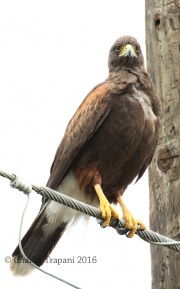 0J6A3643Harris's_Hawk