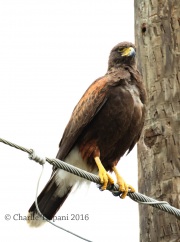 0J6A3644Harris's_Hawk