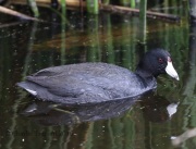 0J6A3658American_coot