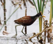 0J6A3669Northern_Jacana